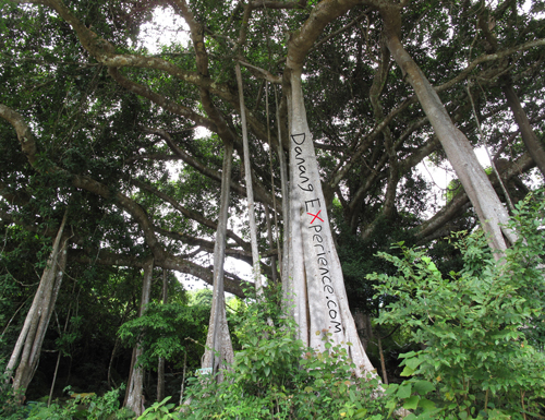 800 years old Banian Tree in Son Tra, Danang